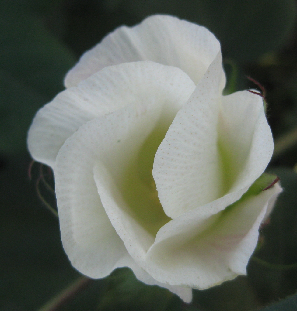 kwiat bawełny - fot Elitre